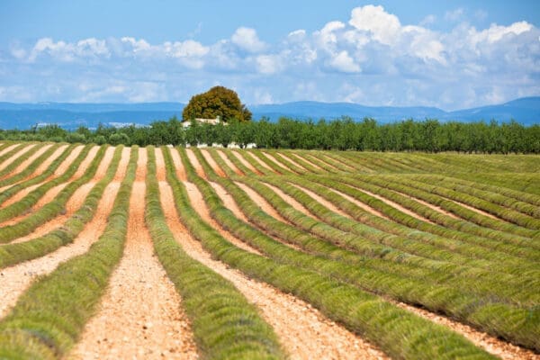 Provence/Verdon 2026 – Bild 2